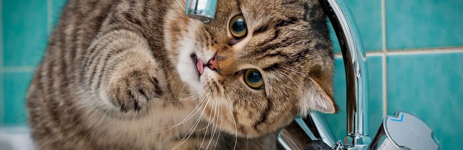  ����������� ������������� ������� �������� ��������� ��������� ���� 