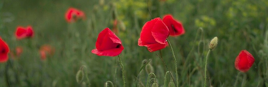  ����� ������� ������� ���������� ���� 