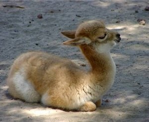  ���������� ������ ���������� 