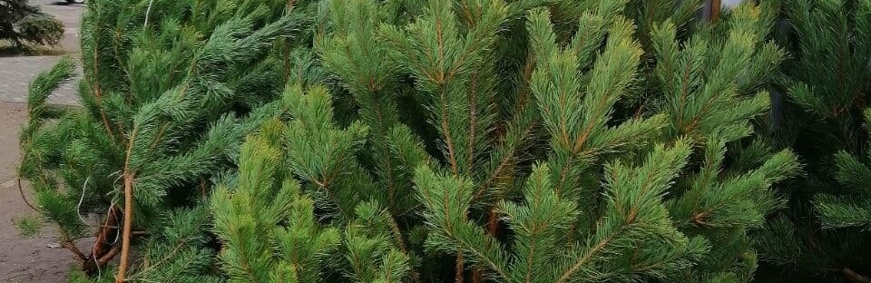  ���������� ���� ������ ��������� 