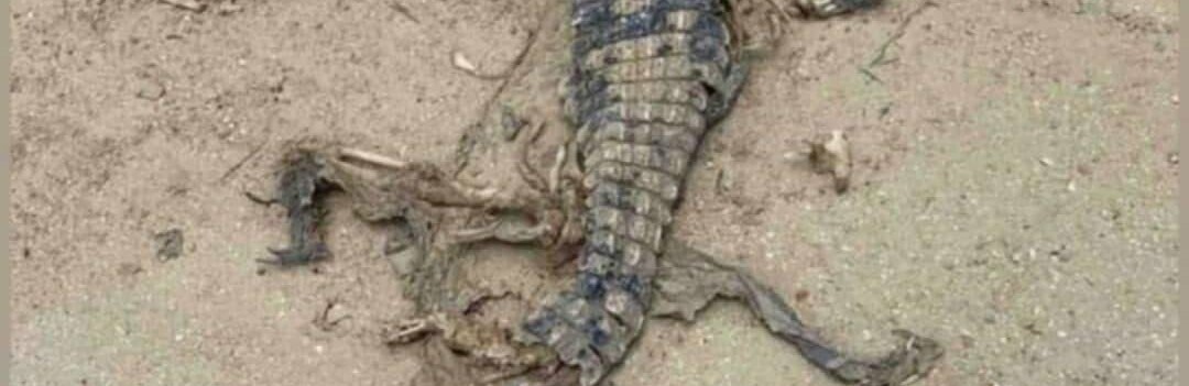  ���������� ������ ���� ����� ��������� 