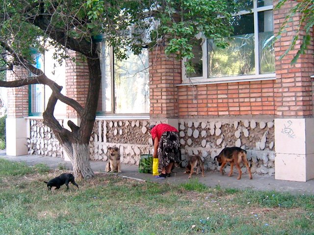 собаки в Бердянске