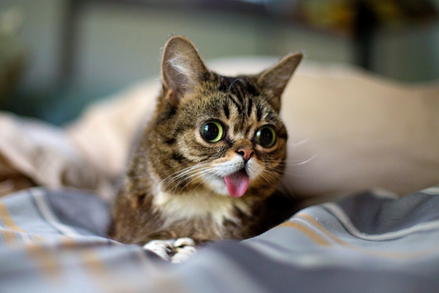 Lil Bub - звезда Instagram, неожиданно умер, фото-2 Lil Bub - звезда Instagram, неожиданно умер, фото-2