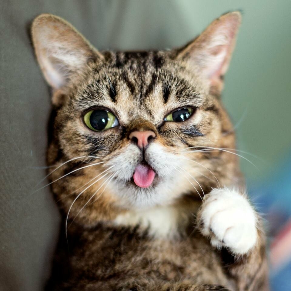 Lil Bub - звезда Instagram, неожиданно умер, фото-3 Lil Bub - звезда Instagram, неожиданно умер, фото-3