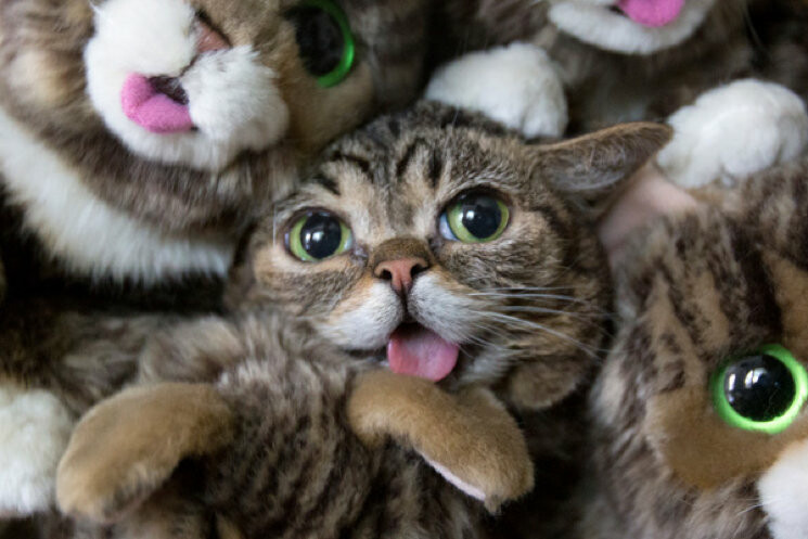 Lil Bub - звезда Instagram, неожиданно умер, фото-4 Lil Bub - звезда Instagram, неожиданно умер, фото-4