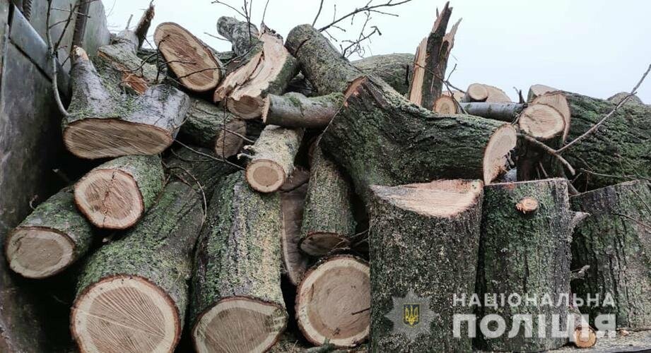В Запорожской области активизировались «черные лесорубы» (ФОТО), фото-4