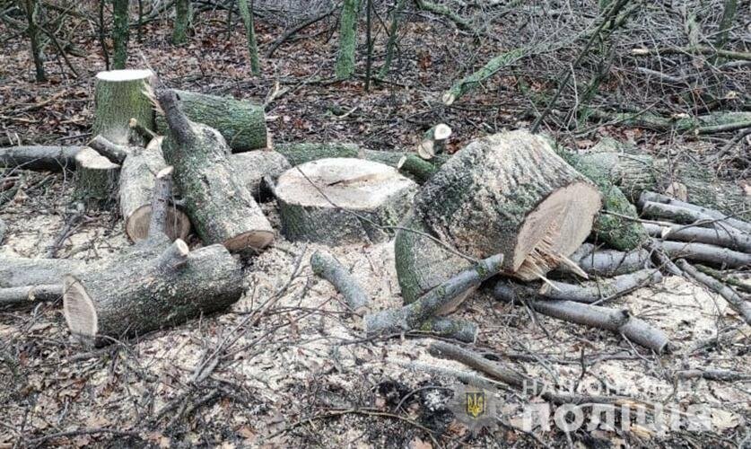 В Запорожской области активизировались «черные лесорубы» (ФОТО), фото-5