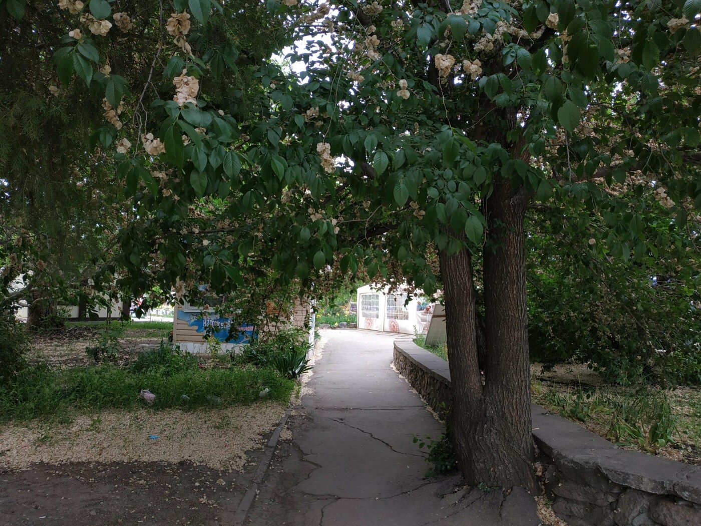 В Бердянске между ГДК и храмом может появиться сквер, фото-3