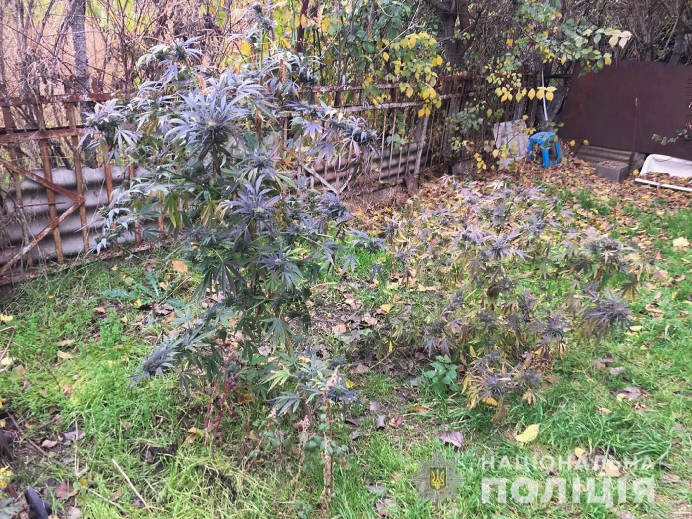 В Запорожской области полицейские разоблачили братьев-близн..., фото-2 В Запорожской области полицейские разоблачили братьев-близнецов за сбыт и хранение наркотических веществ , фото-2