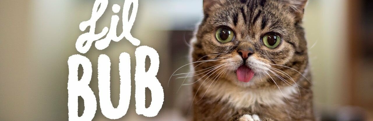 Lil Bub - звезда Instagram, неожиданно умер Lil Bub - звезда Instagram, неожиданно умер