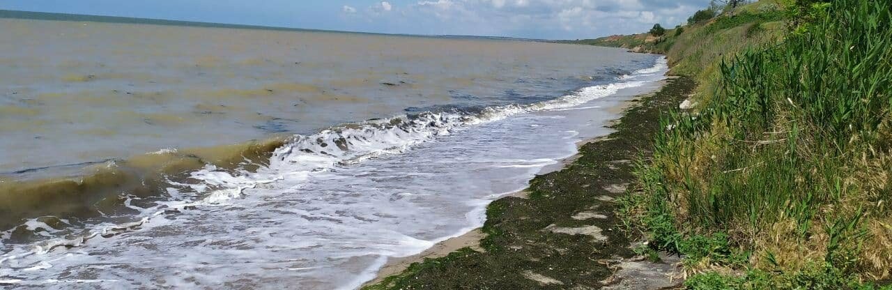 Пляжи Бердянского залива завалены камкой